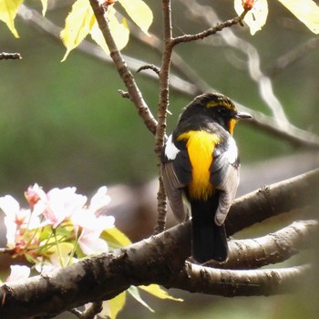 Narcissus Flycatcher 福島市小鳥の森 Sun, 4/24/2022