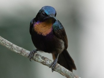 2022年4月24日(日) Sungei Buloh Wetland Reserveの野鳥観察記録