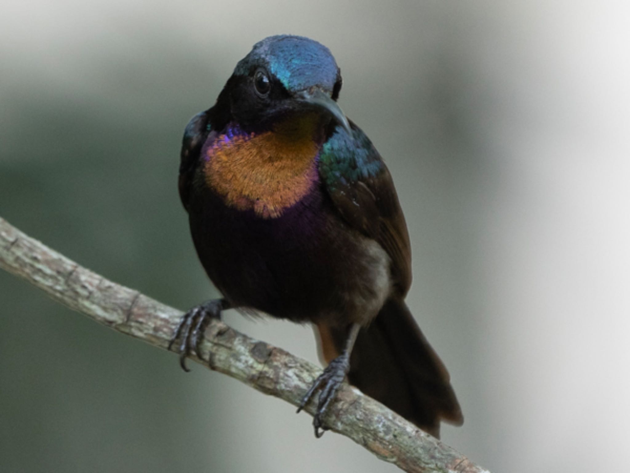 Sungei Buloh Wetland Reserve ノドアカタイヨウチョウの写真 by T K