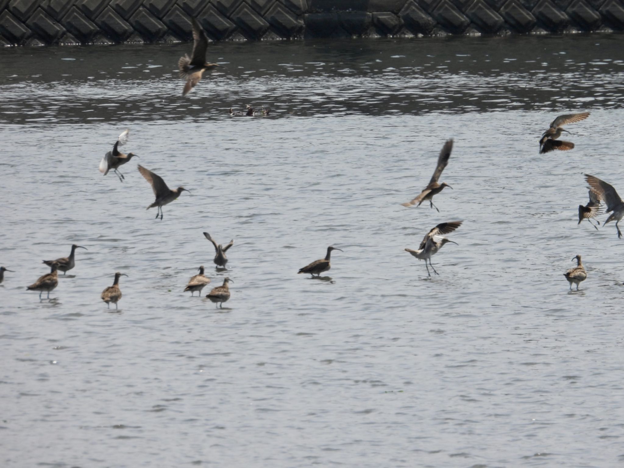 Bar-tailed Godwit