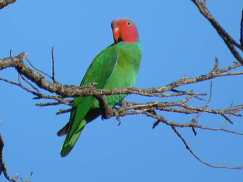 Red-cheeked Parrot インドネシア　 Wed, 8/2/2017