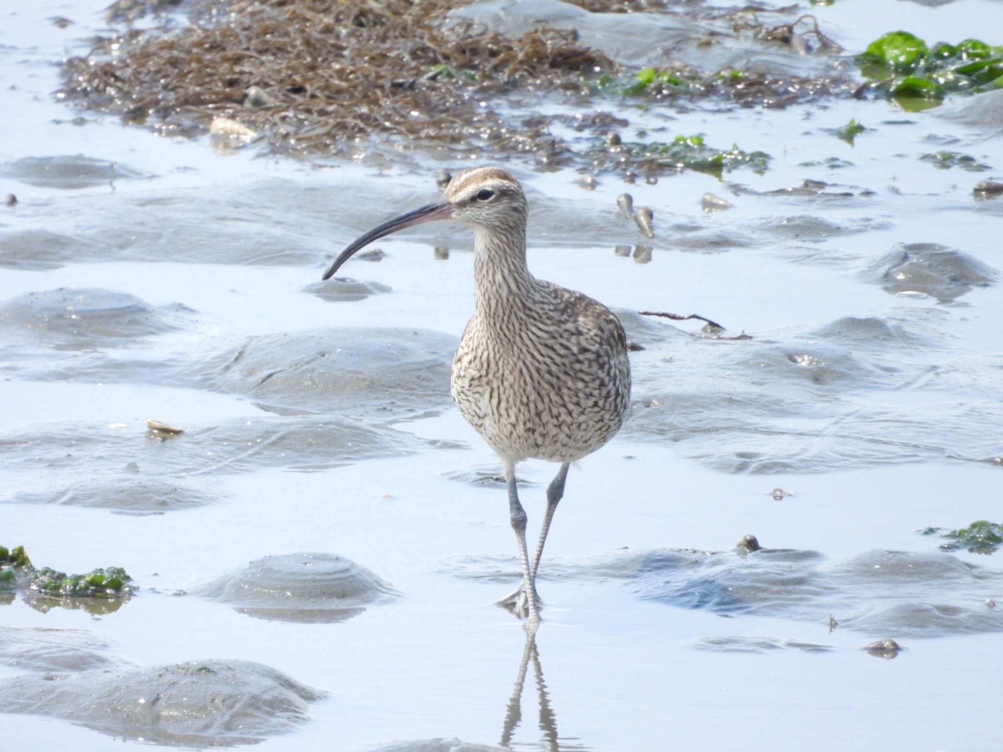 Eurasian Whimbrel