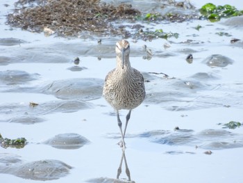 Sat, 4/23/2022 Birding report at 谷津干潟自然観察センター