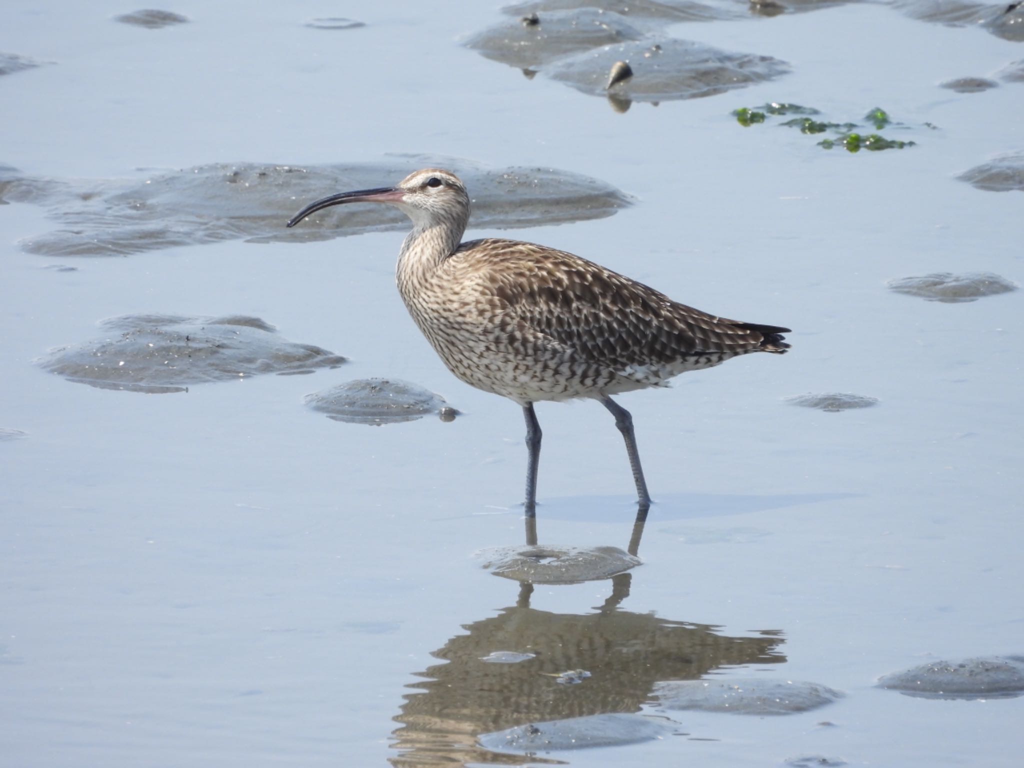 Eurasian Whimbrel