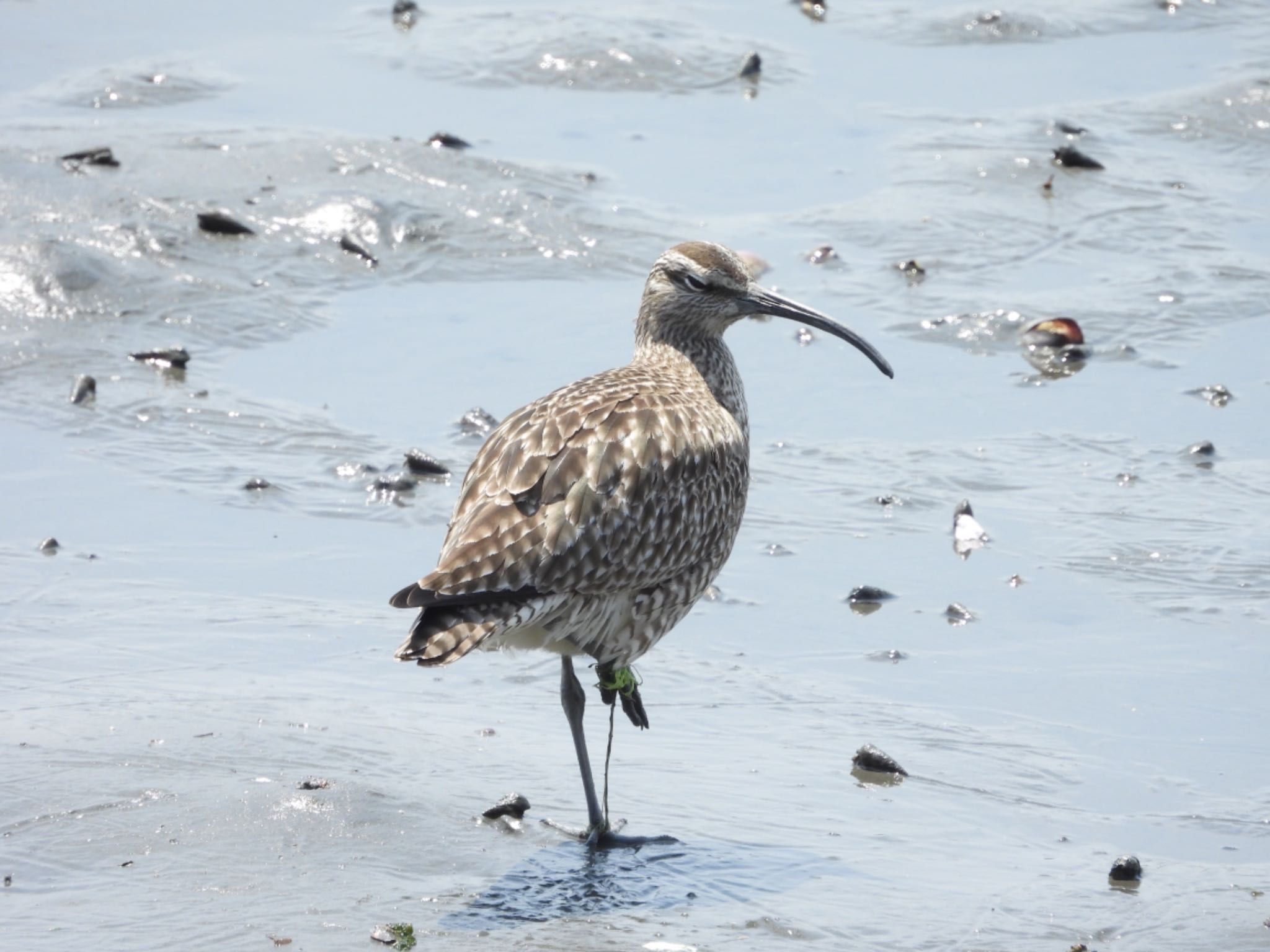 Eurasian Whimbrel