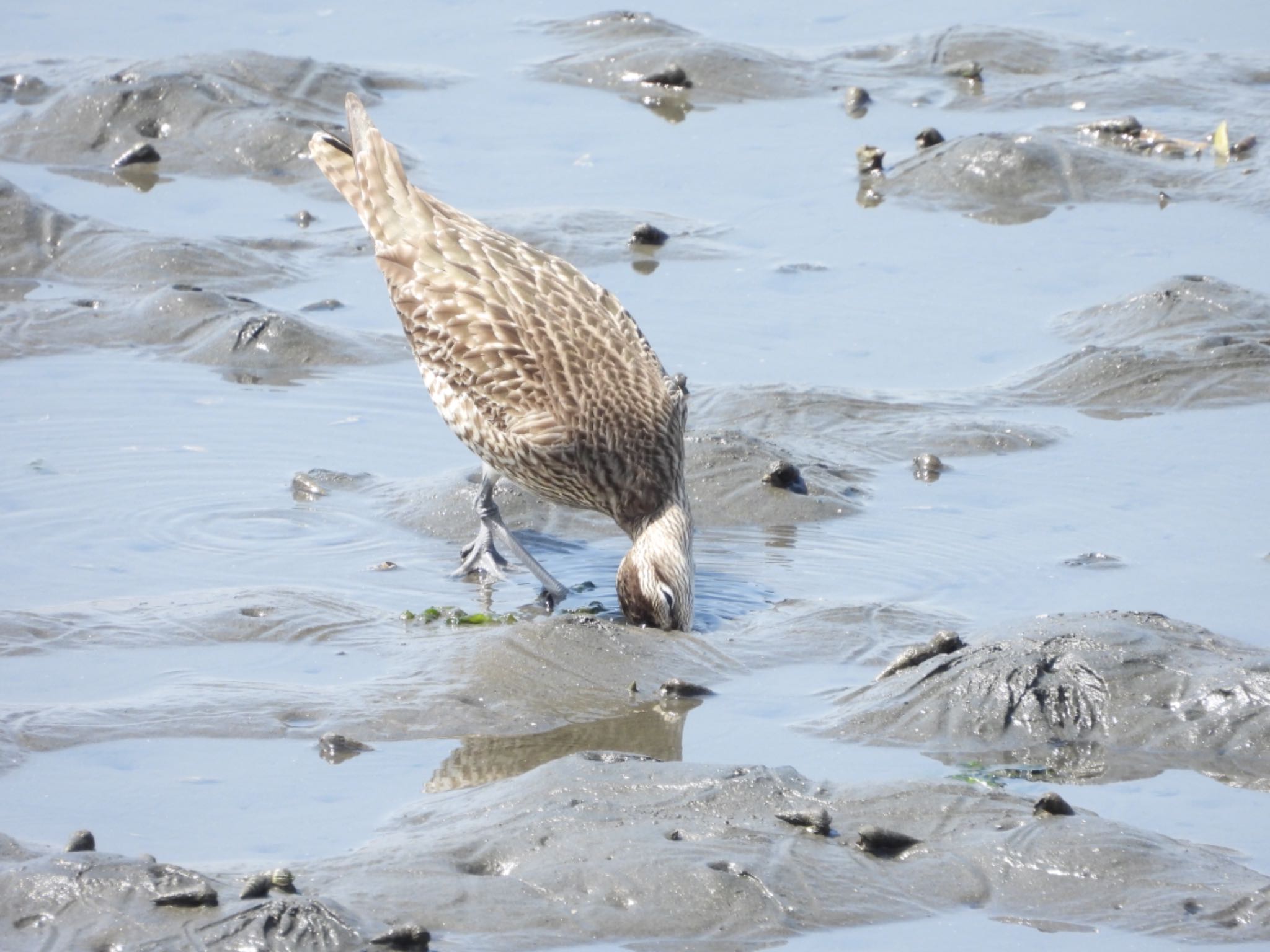 Eurasian Whimbrel