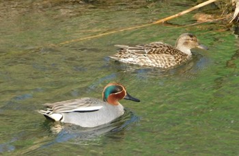 Eurasian Teal 新川(札幌市北区) Sun, 4/24/2022