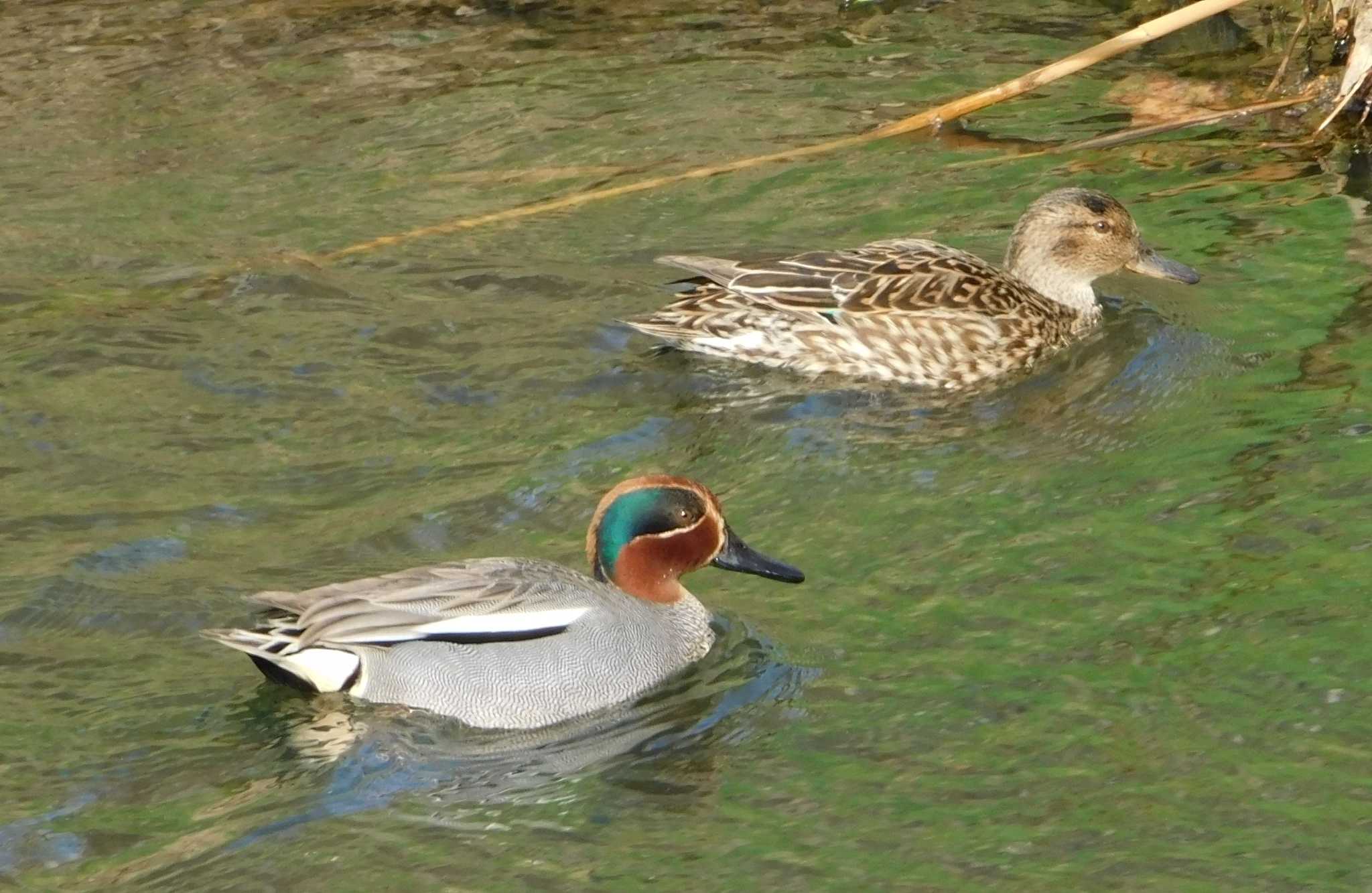 Photo of Eurasian Teal at 新川(札幌市北区) by 川deカモ
