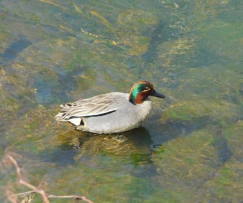 Eurasian Teal 新川(札幌市北区) Sun, 4/24/2022