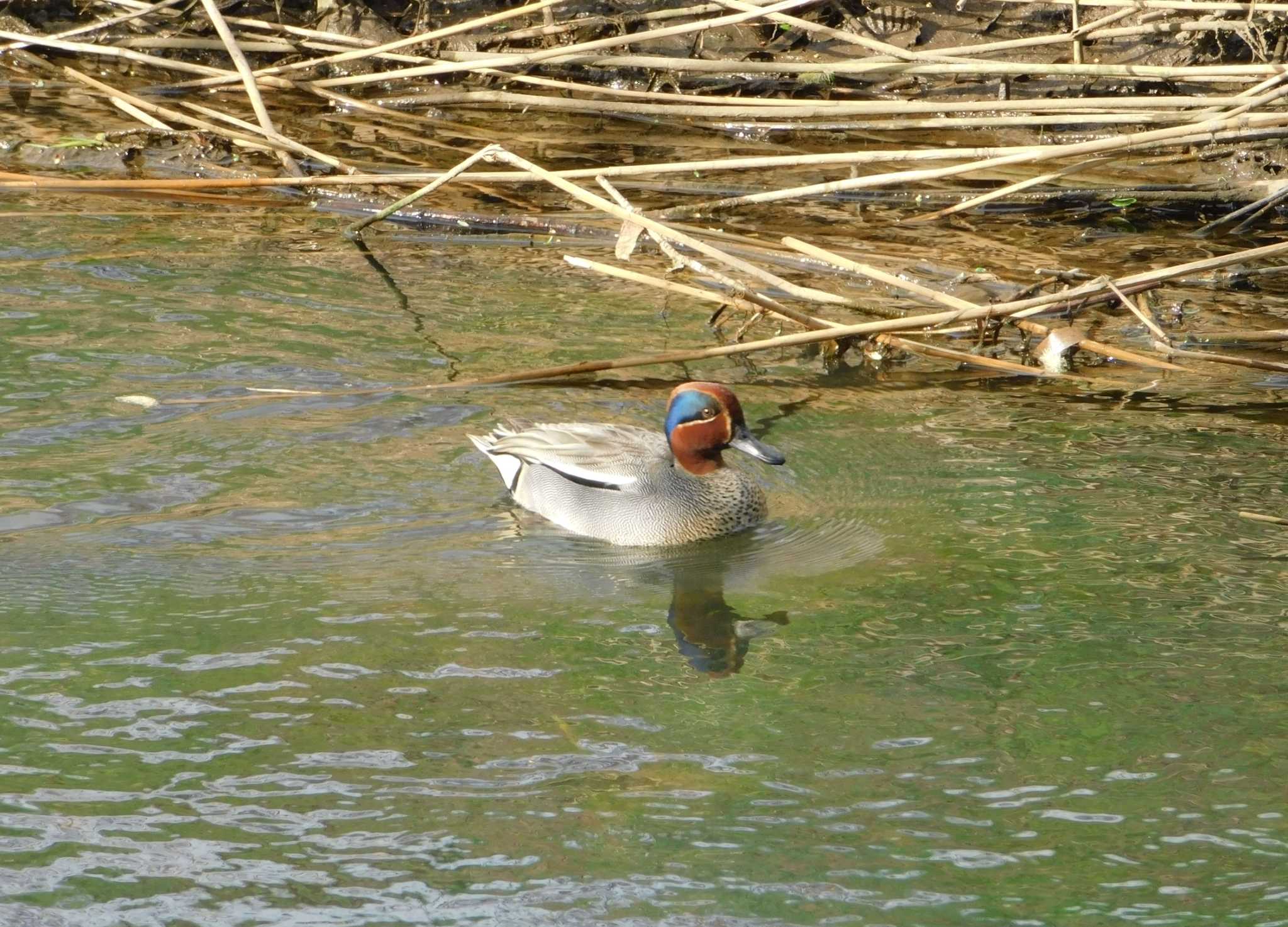 Photo of Eurasian Teal at 新川(札幌市北区) by 川deカモ