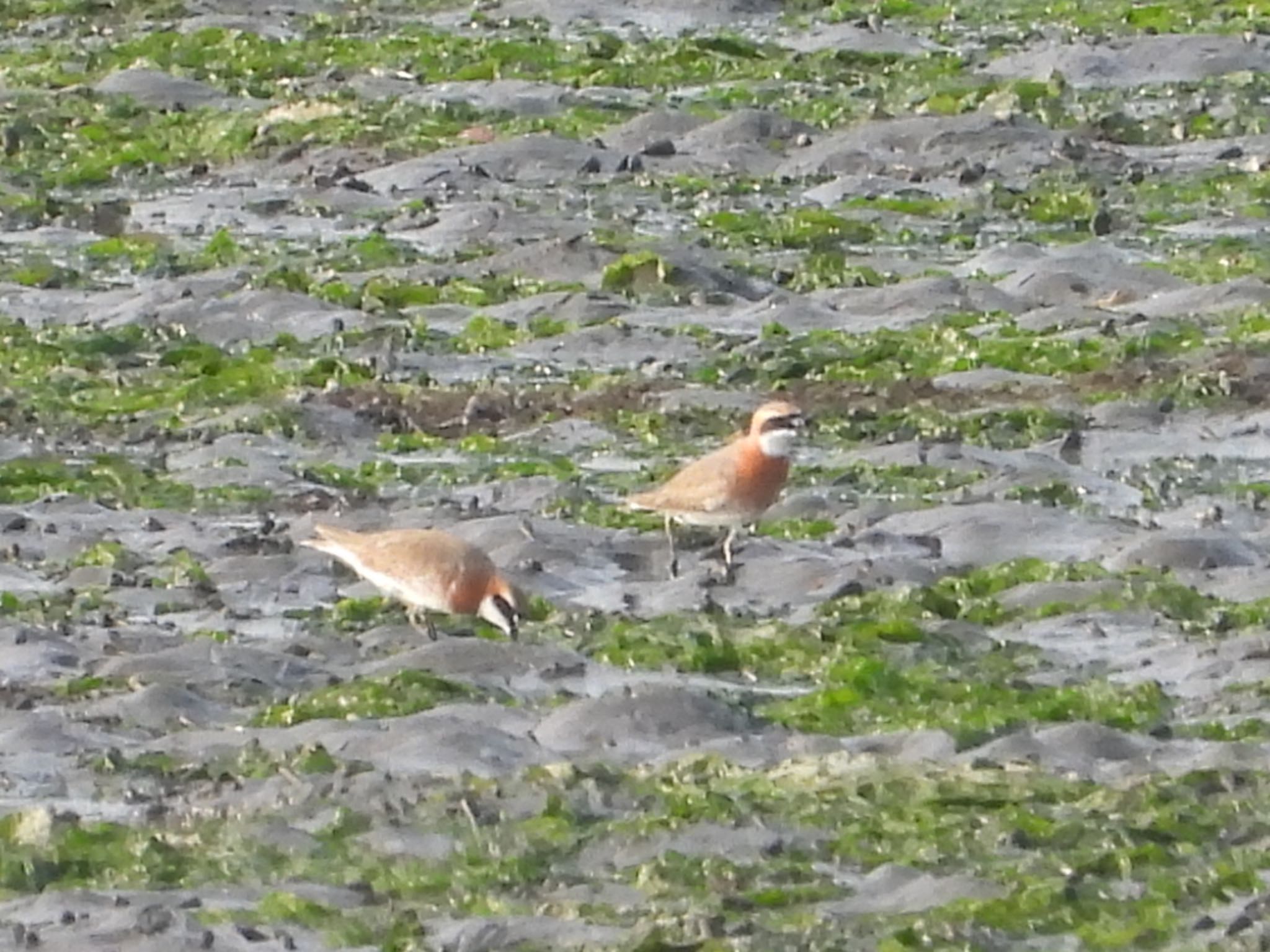 Siberian Sand Plover