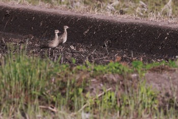 Little Curlew 大久保農耕地 Sat, 4/23/2022