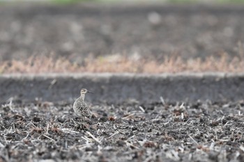 Little Curlew 大久保農耕地 Sun, 4/24/2022