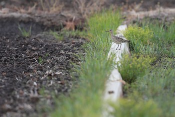 Little Curlew 大久保農耕地 Sun, 4/24/2022