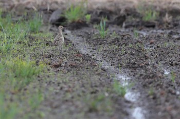 コシャクシギ 大久保農耕地 2022年4月24日(日)