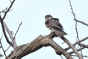 コチョウゲンボウ 石川県 2017年11月24日(金)