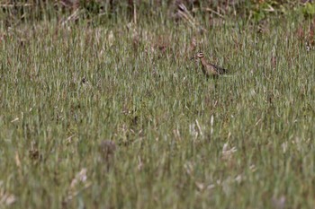 Little Curlew 大久保農耕地 Sat, 4/23/2022