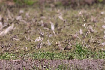 コシャクシギ 大久保農耕地 2022年4月23日(土)