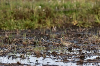 Little Curlew 大久保農耕地 Sat, 4/23/2022