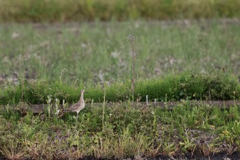 Little Curlew 大久保農耕地 Sat, 4/23/2022