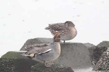 Eurasian Teal 東海市35°03'30.3"N 136°54'24.1"E Sun, 4/24/2022