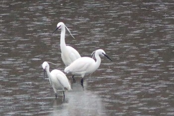 Little Egret 東海市35°03'30.3"N 136°54'24.1"E Sun, 4/24/2022