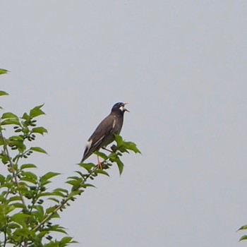 2022年4月23日(土) 秋ヶ瀬の野鳥観察記録