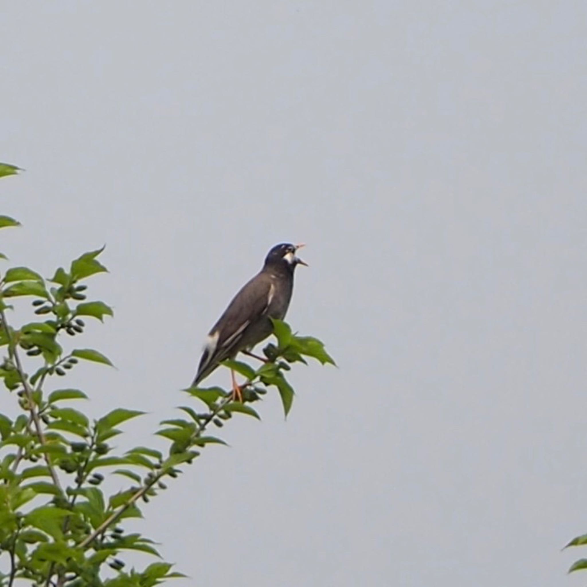 White-cheeked Starling