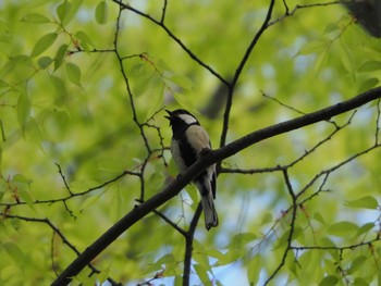 Japanese Tit 秋ヶ瀬 Sat, 4/23/2022