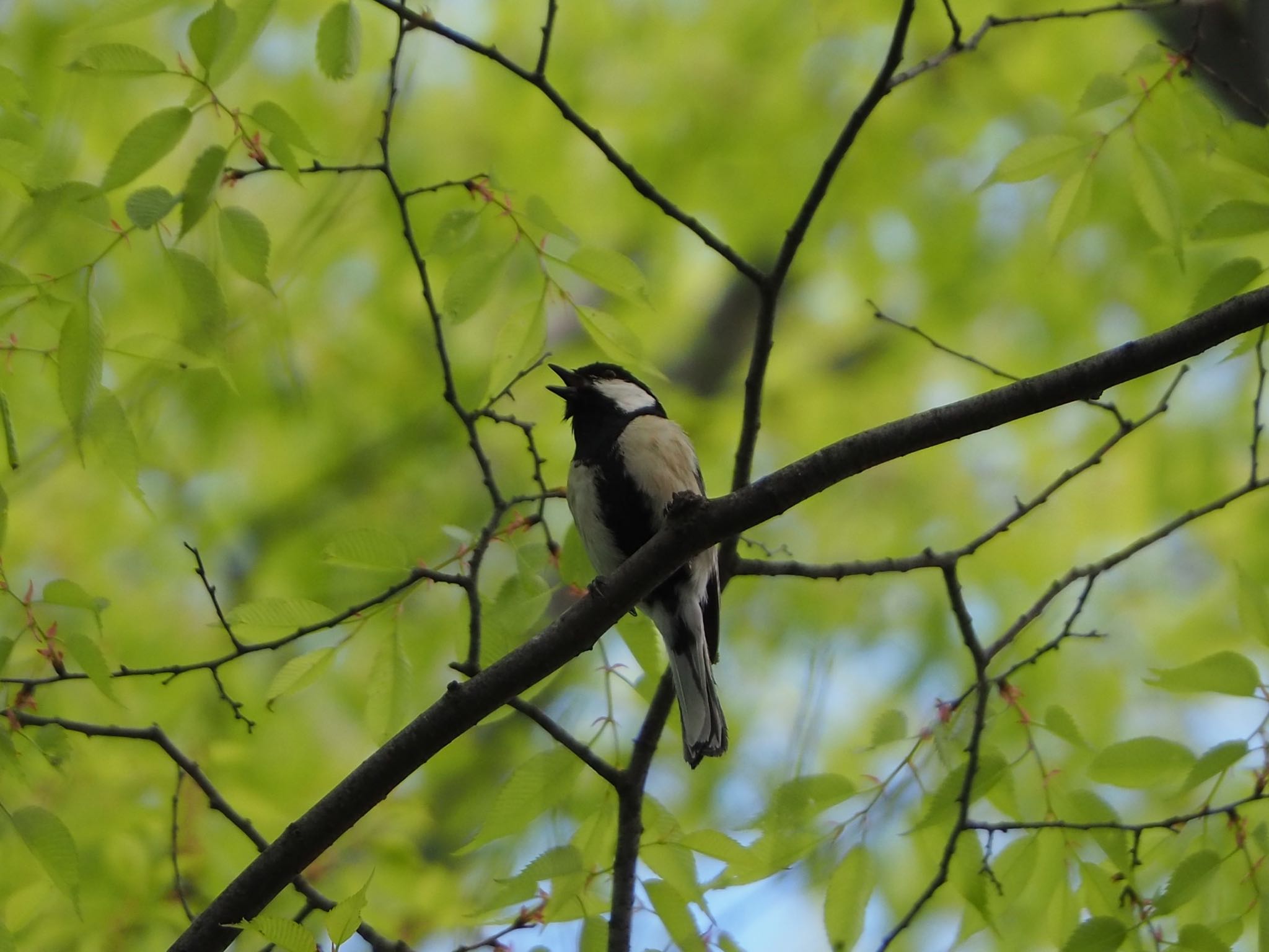 Japanese Tit