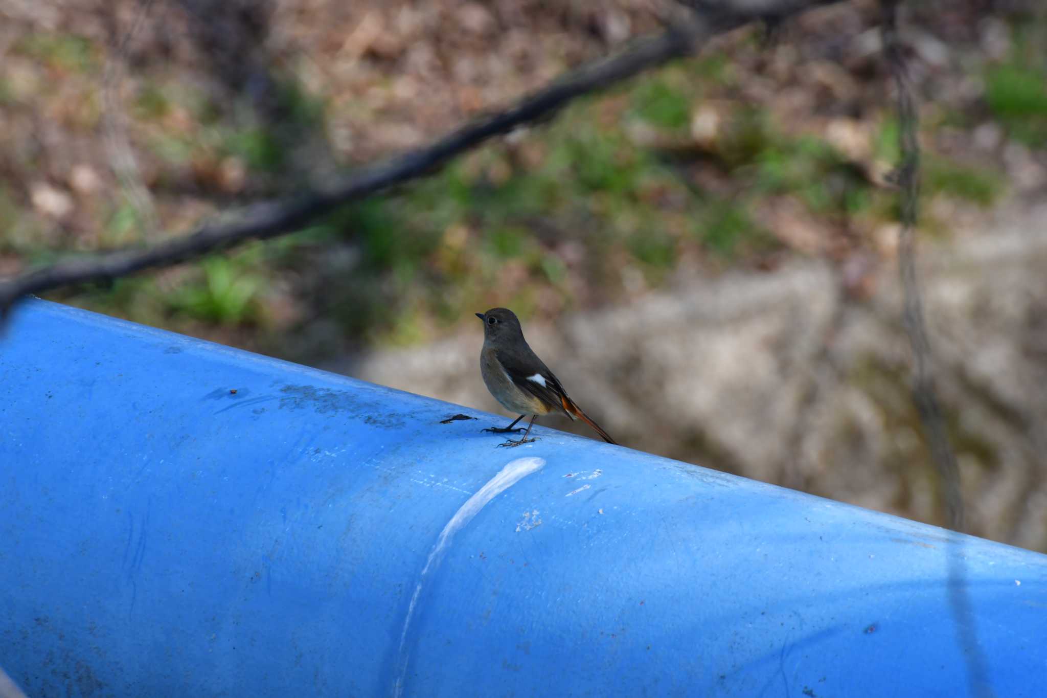 Photo of Daurian Redstart at 御用水跡街園 by みそ＠VM4A