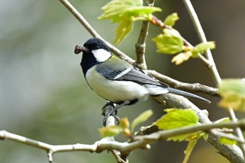 シジュウカラ 青葉山公園 2022年4月24日(日)