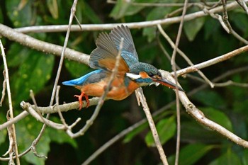 カワセミ 青葉山公園 2022年4月24日(日)