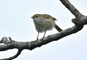 ウグイス 青葉山公園 2022年4月24日(日)