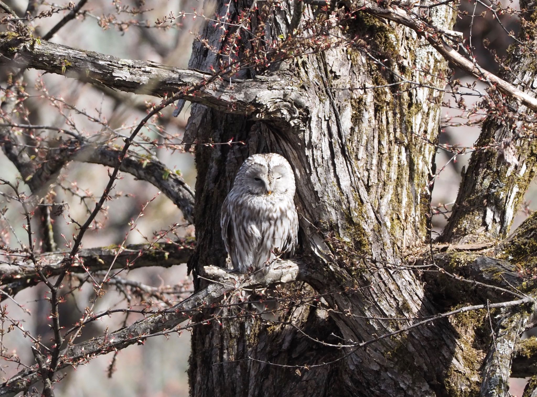 北海道 エゾフクロウの写真 by マカロン