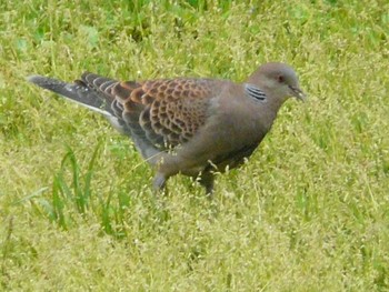 Oriental Turtle Dove Osaka Tsurumi Ryokuchi Sun, 4/24/2022