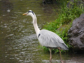 Grey Heron Osaka Tsurumi Ryokuchi Sun, 4/24/2022