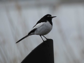 Japanese Wagtail 河口湖北岸(大石公園) Sat, 4/16/2022