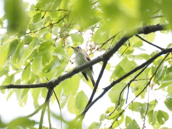 2022年4月24日(日) 東京港野鳥公園の野鳥観察記録