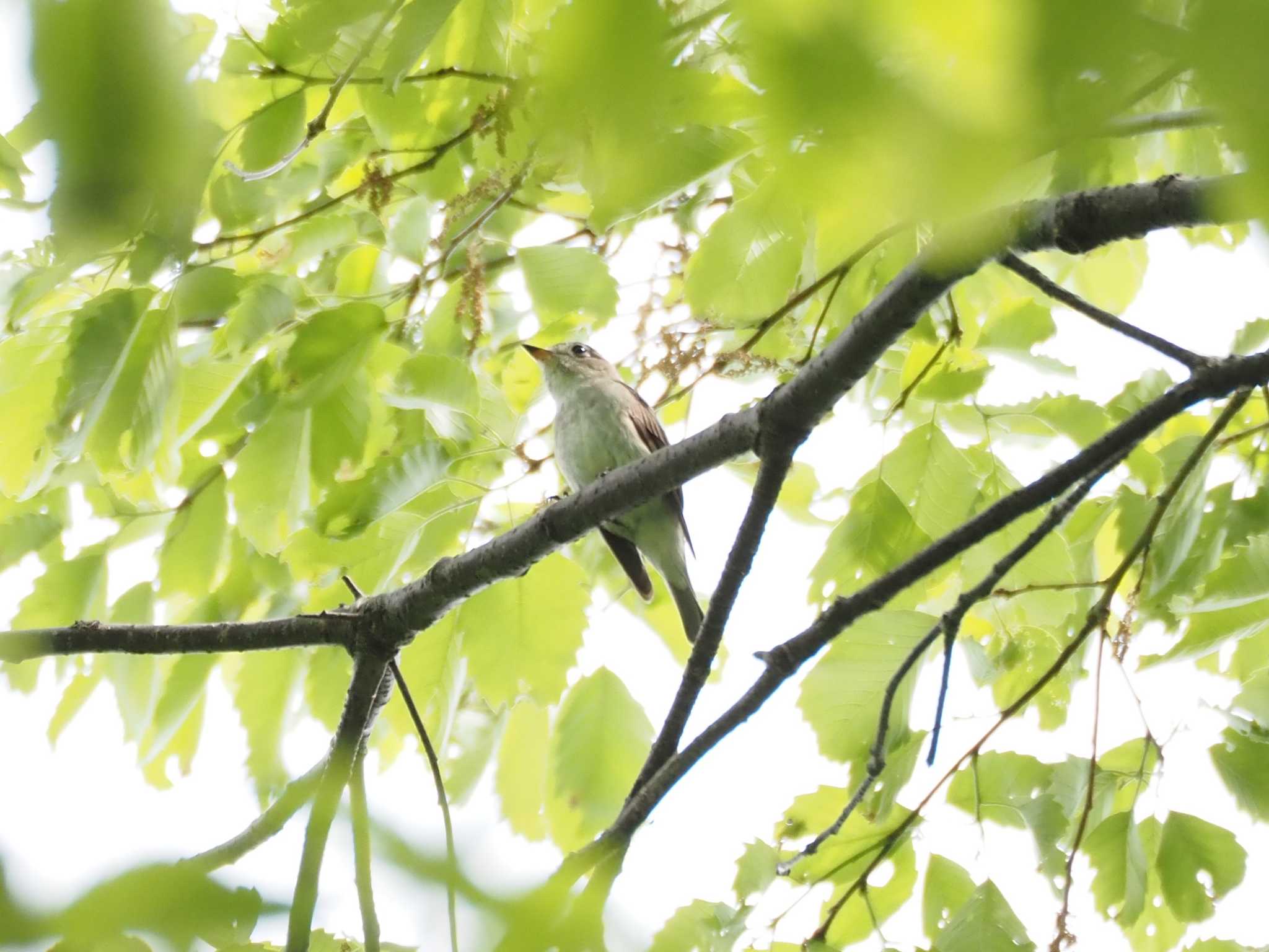 東京港野鳥公園 コサメビタキの写真 by Masa