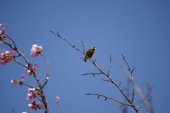 カワラヒワ 東公園さくら山 2022年4月24日(日)