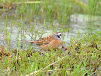 Meadow Bunting 守谷 Sun, 4/24/2022