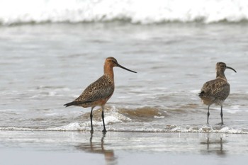 Bar-tailed Godwit 千里浜(石川県羽咋市) Sun, 4/24/2022