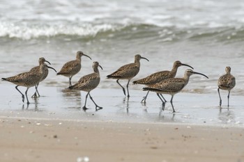 チュウシャクシギ 千里浜(石川県羽咋市) 2022年4月24日(日)