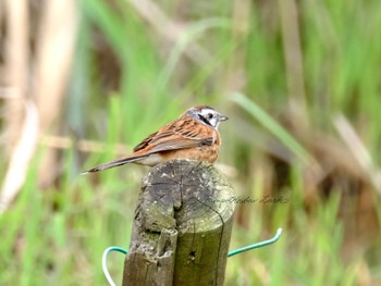 Meadow Bunting 守谷 Sun, 4/24/2022