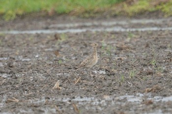 Little Curlew 神戸 Sun, 4/24/2022