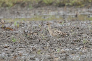 Little Curlew 神戸 Sun, 4/24/2022