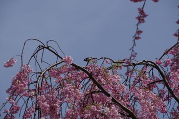 シジュウカラ 弘前城公園 2022年4月24日(日)