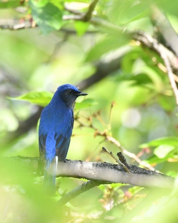 Blue-and-white Flycatcher Unknown Spots Sun, 4/17/2022