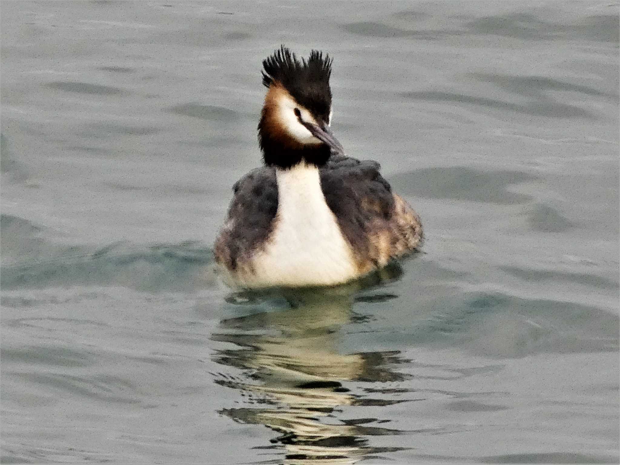 Great Crested Grebe